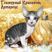 Кудрявые котята корниш-рекс. Выбор настоящих эстетов! Яркие окрасы!