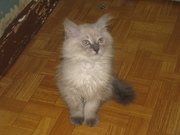 Невские маскарадные котята