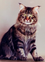 котята породы Мейн-Кун от Чемпиона мира