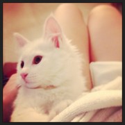 белый пушистый котенок породы Ангора. СРОЧНО!