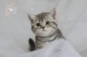 Британские котята мраморного окраса