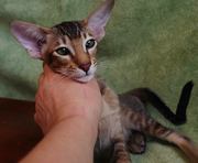Ориентальный котятёнок из питомника Амрита Марга в Алматы